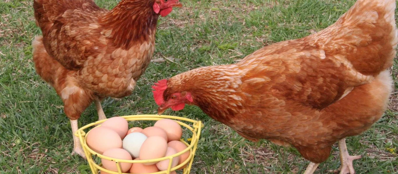 ΗΠΑ: «Όχι φιλιά και αγκαλιές με τις κότες σας» συστήνουν τα CDC στους Αμερικανούς